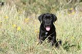 CANE CORSO 420